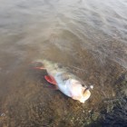 Фото рыбалки в Густера, Плотва 5