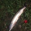 Рыбалка Щука
