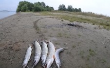 Фото рыбалки в Мошковский район 6