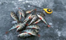 Фото рыбалки в Тернопольский городской совет 2