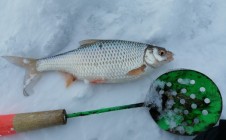Фото рыбалки в Янги-Турмуш 2