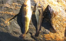 Фото рыбалки в Кузема 2