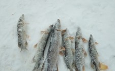 Фото рыбалки в Соликамск 9