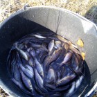 Фото рыбалки в Карась, Уклейка 0