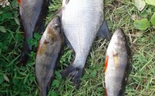 Фото рыбалки в Плоское, Лужский район 3