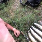 Фото рыбалки в Жерех, Лещ, Щука 5