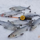 Фото рыбалки в Окунь, Щука 0