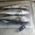 Фото рыбалки в Амур Белый, Окунь, Сазан, Сом, Судак 8