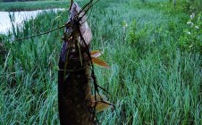 Фото рыбалки в Балаково, Выборгский район 1
