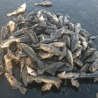 Фото рыбалки в Линь 1