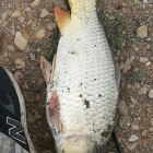Фото рыбалки в Карась, Окунь, Плотва 1