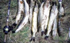Фото рыбалки в Приимково 0