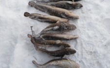 Фото рыбалки в Соликамск 6