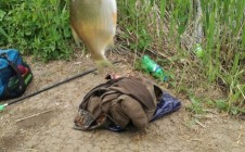 Фото рыбалки в Рыбное, Рыбновский район 4
