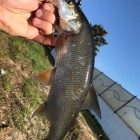 Фото рыбалки в Густера, Лещ, Плотва 3