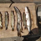 Фото рыбалки в Щука, Голавль, Жерех 2