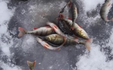 Фото рыбалки в Светлый, Приморский район 7