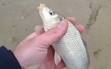 Фото рыбалки в Атырау 0