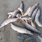 Фото рыбалки в Окунь, Щука 2