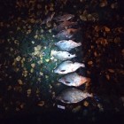 Фото рыбалки в Густера, Лещ, Плотва 1