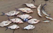 Фото рыбалки в Боброво, Приморский район 1