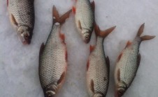 Фото рыбалки в городской округ Череповец 3