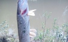 Фото рыбалки в Грибное-1 0