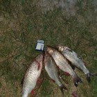 Фото рыбалки в Белоглазка, Лещ, Синец 0