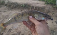 Фото рыбалки в Копысь 5