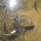Фото рыбалки в Белоглазка, Лещ, Синец, Язь 1