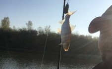 Фото рыбалки в Шустово 2