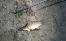 Фото рыбалки в Мельники, Ганцевичский район 5