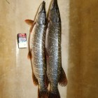 Фото рыбалки в Берш, Сом 2