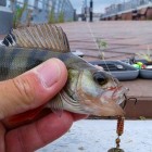 Фото рыбалки в Густера, Лещ, Плотва 4