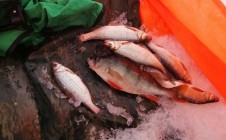 Фото рыбалки в Заречное, Сургутский район 2
