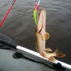 Фото рыбалки в Лещ, Плотва 0