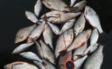 Фото рыбалки в СНТ Дубрава, городской округ Кашира 5