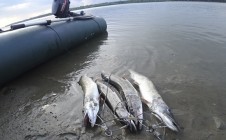 Фото рыбалки в Мошковский район 11