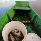 Фото рыбалки в Сом канальный 7