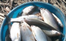 Фото рыбалки в Раздор, Камызякский район 4