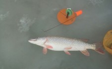 Фото рыбалки в Кислица 11