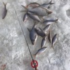 Фото рыбалки в Щука 0