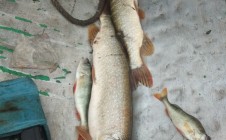 Фото рыбалки в Каратал, район Шал акына 5
