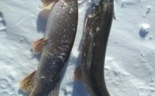 Фото рыбалки в Вологодская область 3