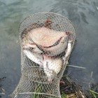 Фото рыбалки в Чехонь 5