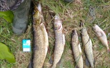 Фото рыбалки в Высокое, Оршанский район 8