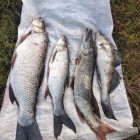 Фото рыбалки в Белоглазка, Лещ, Синец, Язь 0