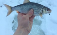 Фото рыбалки в Одинцовский городской округ 8