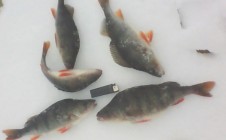 Фото рыбалки в Костино, Череповецкий район 2