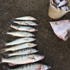 Фото рыбалки в Амур Белый, Окунь, Сазан, Сом, Судак 3